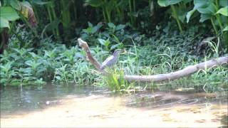 水前寺江津湖公園・ササゴイの狩り(Striated Heron)