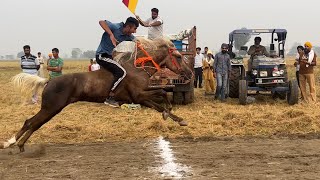 📍Babarpur (Ludhiana) || Horse Racing || 16th Nov’24🐎