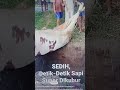 Detik-Detik Sapi Super dikubur Dampak PMK #trending #trendingshorts #cow @ekoakuchannel