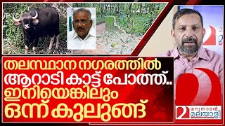 തലസ്ഥാനത്തുമെത്തി കാട്ട് പോത്ത്.. ഇനിയെങ്കിലും കുലുങ്ങുമോ? I Wild gaur in trivandrum city