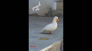 Call duck call#domesticbreed#birds#birdsound#birdslover@mamatv8542.