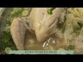 닭 한 마리를 통째로 넣어주는 칼국수입니다 chicken kalguksu