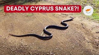 Black Whip Snakes In Cyprus, Deadly?