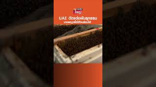UAE ตัดแต่งพันธุกรรมพญาผึ้งให้ทนร้อนได้ #TNNประเด็นใหญ่ #010666 #TNNช่อง16 #TNNThailand #news #แบงก์