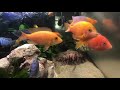 アフリカンシクリッドの水槽（2020 05 10）african cichlid