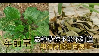 《 車前草 》這種草你不能不知道，用得好能治百病＂