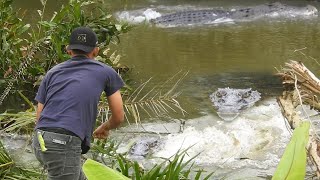 Crocodile chased by Crocodile right in front of my face when I was about to feed three crocodiles!!!