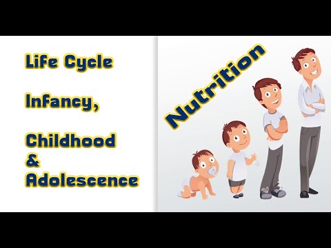 Life Cycle Nutrition ( Infancy, Childhood And Adolescence) - YouTube