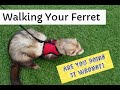 How to Make Ferret-Walking a SUCCESS!