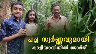 പച്ച സ്വർണ്ണവുമായി കാളിയാനിയിൽ ജോർജ്..Vanilla Farming  I vanilla l ice cream l