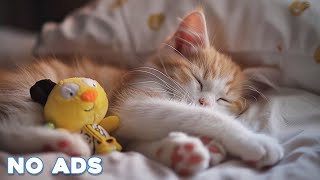 猫が深い眠りに落ちるための12時間の音楽🐈ストレス解消♬ 猫のストレスを癒す癒しのピアノ