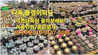 다육,풍경이되다~이쁜다육이 골라보세요!라울만원/꽃핀염자15000원 문자주문010-3157-5096