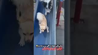 مواظب باش  این خوشگله لهه نکنی'\