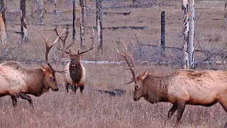 Elk Sparring after the Rutting Season