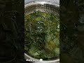 அரைக்கீரை எப்படி சுத்தம் செய்வது how to cleaning arai keerai spinach cleaning tips tricks shorts.