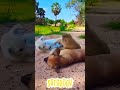 ഒരുമയുള്ള കൂട്ടുകാർ 👍 viralshort cuteanimals