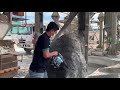 hands on makita rotary hammer 36v model dhr400 with very hard concrete