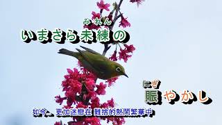 A08-705  夜桜迷い子 伍代夏子