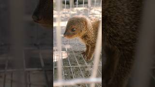 weasel | mongoose | #বেজি #নেউল #নকুল | #evcbangla #shortsvideo #2023 | পোষা নেউল | #shorts