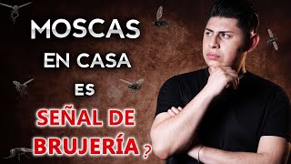 Señales de Brujería Moscas en tu Casa | El simbolismo de las moscas en la brujería