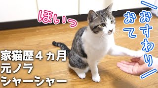 【芸猫】おすわりとお手を完璧にマスターした元ノラ子猫！【しゃべる猫】／sit and shake hands cat that can