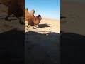 бура camel 🐫