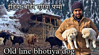 pure bhotia dog puppy available delivery all india Gaddi puppy Uttarakhand Wale