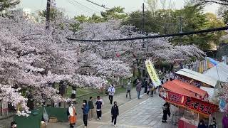 cherry blossom ( sakura ) in wakayama castles japan 2021