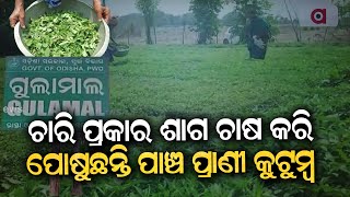 Green Leaf Farming Gives Success To 70 Year Old Sambalpur Farmer