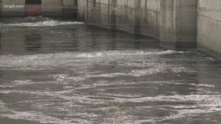 Fish biologist criticizes Snake River Dams