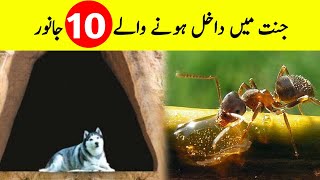 10 Animals Which Will Enter Jannah || جنت میں داخل ہونے والے || 10 जानवर जो जन्नत में प्रवेश करेंगे
