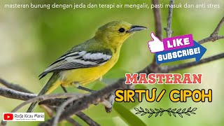 Masteran Mewah Burung Sirtu...!!!