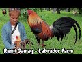 Ramil Gamay Beautiful Birds Big Farm In The Philippines - Labrador Farm