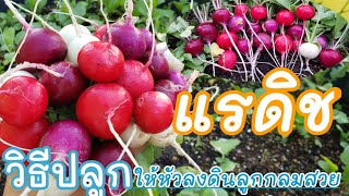 แรดิช วิธีปลูกง่ายๆให้หัวลงดินได้ผลกลมผิวสวย　#radish#แรดิช#ปลูกผักกินเอง