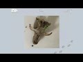 2. Mammals of the Dales - Owl pellet analysis