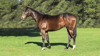 Narrow Creek Stud BSA NYS 2020. Lot 371 - Elusive Fort (SAF) ex Saint Angelique b.f