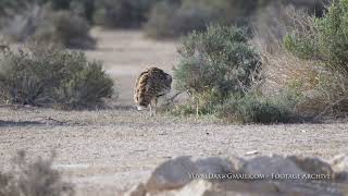 Houbara Bustard / חוברה