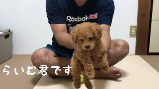 【子犬しつけ】オヤジとおすわりの練習をするトイプードルらいむtoy poodle Puppy discipline