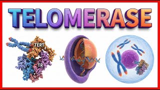 Telomerase Function - Animation