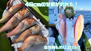 〈アマダイ〉引きが楽しい甘鯛❕少しイライラした時に46cmの甘鯛が釣れた❕😾