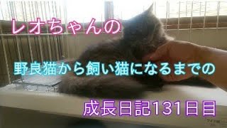 また一歩！レオちゃん 野良猫から飼い猫になるまでの成長日記131日目