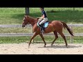 boardmaster walk trot adoptable standardbred gelding new vocations racehorse adoption