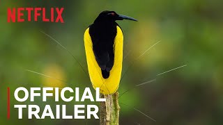 Dancing With The Birds | Official Trailer | Netflix