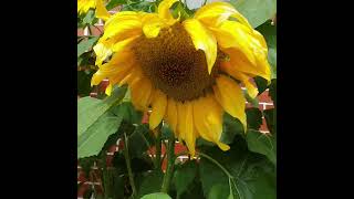 Sunflower Watering (Before and After)