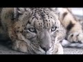 アクバルは飼育員を見張っています（円山動物園　ユキヒョウのアクバル） snowleopard leopard bigcat 絶滅危惧種