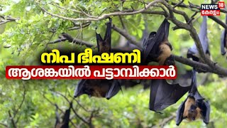 നിപ ഭീഷണി ; ആശങ്കയിൽ പട്ടാമ്പിക്കാർ | Nipah Virus In Kerala | Veena George