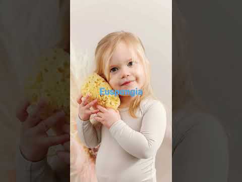 What is the family of Euspongia?