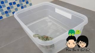 Vol.1 进击的乌龟越狱记! My little turtle escape...