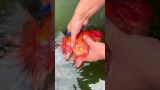 Here's another goldfish with pinecone disease. Can it be saved? #koi#goldfish