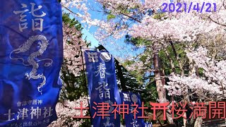 春の福島📹猪苗代町⛩🌸土津神社の桜満開🌸2021/4/21